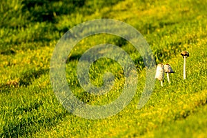 Grass Mushrooms photo