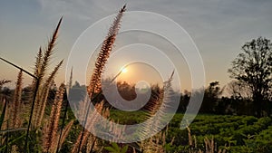 Grass and natural scenery in the evening, the sun is almost gone