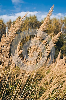 Grass nature field