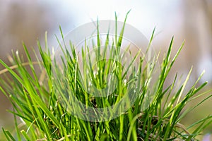 Grass near the house. The need to mow the lawn. Background with selective focus and copy space