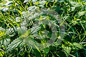 Grass and nettles in low sunlight