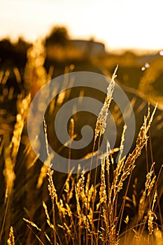 Grass nice illuminated during a beautiful sunset