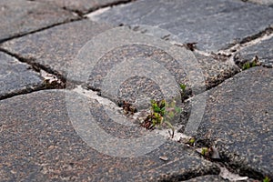 Grass between old stones. Brick road with grass and moss