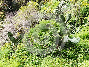 Grass, opuntia cactus, wild flowers in Sicily