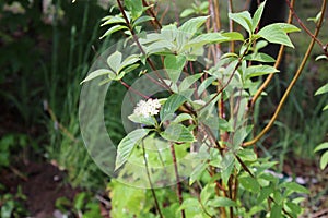 White flower board green leaf photo