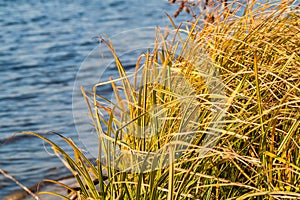 Grass over water