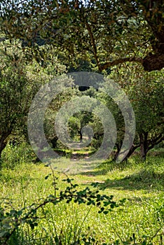 Grass overgrown path into a shady olive grove, Zakynthos