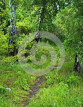 grass overgrown path between three birches