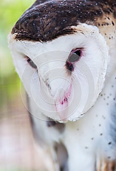 Grass Owl (Tyto capensis)