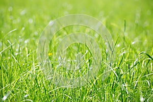 Grass at the park