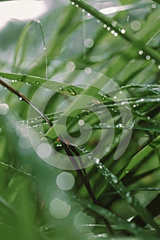 Grass at Park, Bogor, Jawa Barat, Indonesia