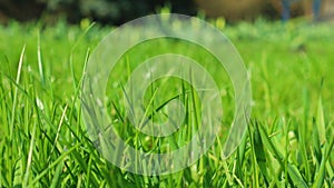 Grass in the park . microcosm