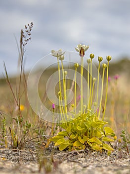 Grass of Parnassus in dune valley environment