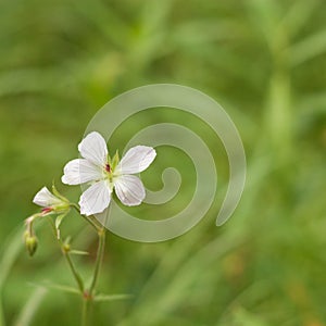 Grass of Parnassus