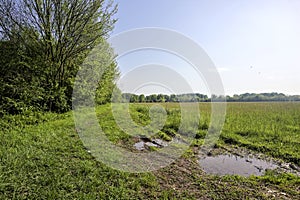 Grass path by the edge of a field