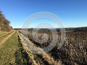 Grass Path next to a Field of Dry Sunflowers on sunny winter day at Nature Park Eifel, Germany