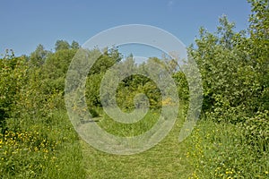 Grass path through a young forest in Bourgoyen nature reserve, Ghent