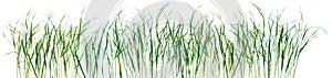 Grass pattern texture isolated