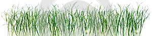 Grass pattern texture isolated