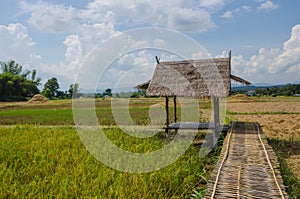 Grass pavilion with bamboo bridge in harvesting rice filed
