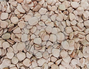 Grass pea - Lathyrus sativus