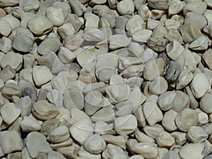 Grass pea - Lathyrus sativus