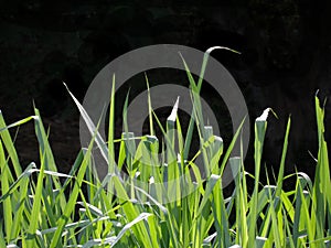 Grass perfil photo