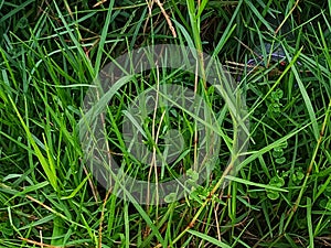 Grass is a pest but can be beautiful