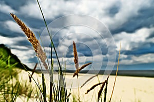 Grass plant Calammophila baltica growing on sandy beach at the Baltic sea shore. Dramatic stormy tempestuous sky on background. photo