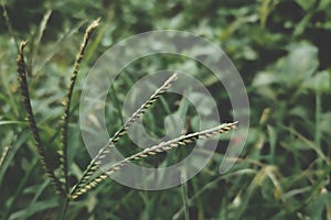 Grass plant close shot low saturation