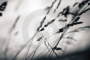 Grass plant silhouette