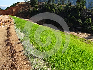 The grass is planted to prevent erosion of the soil slope.