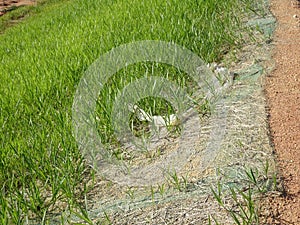 The grass is planted to prevent erosion of the soil slope.