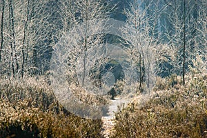 Grass plants and frosted trees