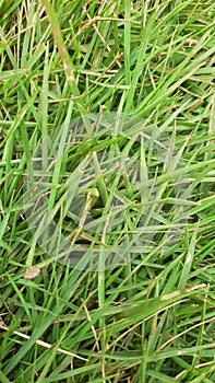 grass plants, grass that is usually planted in gardens to beautify the garden