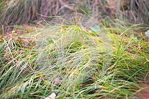 grass plants that grow around the garden.