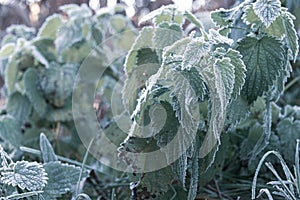 Grass and plants are white frost covered