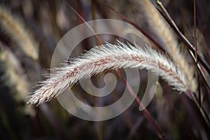 Grass Plume