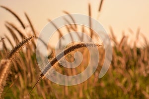 Grass plume with rim light