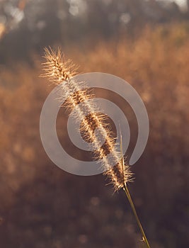 Grass plume with rim light