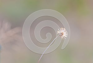 Grass plume with rim light