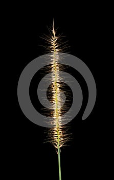 Grass plume with rim light