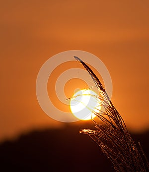 Grass Plumes