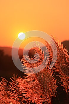 Grass Plumes At Sunset