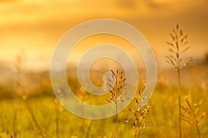 Grass Plumes At Sunset