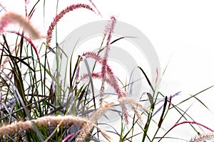 Grass poaceae to creative texture and pattern for design