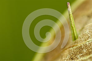 Grass poking through a dead leaf