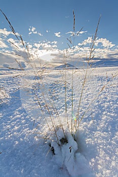 Grass Poking Through Snow