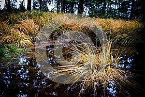 Grass on the pond