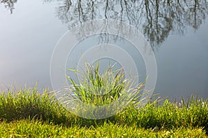 Grass by the pond